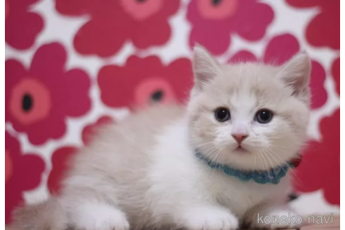 成約済の東京都のマンチカン(短足)-103711の3枚目